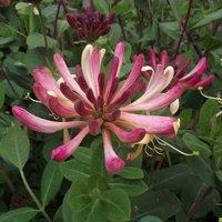 Plant Theory Lonicera periclymenum Rhubarb & Custard Burgundy Vine Plant 60cm Cane 3L Pot