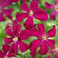 Plant Theory Clematis Madame Julia Correvon Red Flowering Vine Climber Plant 60cm Cane 3L Pot