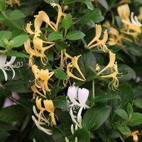 Plant Theory Lonicera japonica Halliana Yellow Flowering Vine Climbing Plant 10cm 9cm Pot