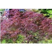 Direct Plants Acer Palmatum Dissectum Garnet, Large Japanese Maple Tree in Red