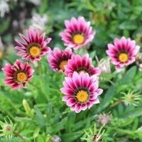 Primrose Set of 3 Christopher Lloyd Treasure Flower Bedding Gazania in 9cm Pots in Pink