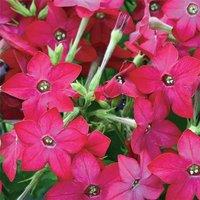 Primrose Set of 3 Cuba Rose Tobacco Plant Bedding Plant Nicotiana in 9cm Pots in Pink