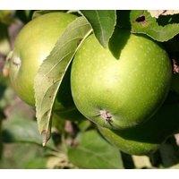 Direct Plants Dwarf Patio Granny Smith Apple Fruit Tree 3-4ft Supplied in a 5 Litre Pot in Green