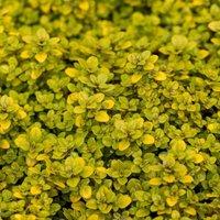 Primrose Thyme Pulegioides Archers Gold Creeping Thyme 9cm Pot Herb Plant in Green | Size: 1 Pack