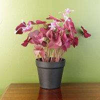 Leaf 30cm Artificial Plant Realistic Purple Shamrock Pink Flowers Potted in Green