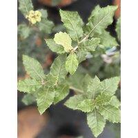 Direct Plants Quercus Ilex Evergeen Oak Tree Large 30-40cm Supplied in a 3 Litre Pot in Green