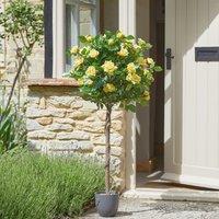mysmartbuy Artificial Regents Rose Tree in Pot - Home or Garden Faux Potted Plant in Yellow