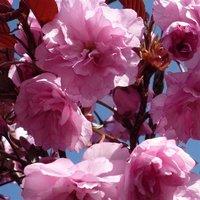 Direct Plants Prunus Royal Burgundy Japanese Flowering Cherry Tree 5-6ft Supplied in a 7.5 Litre Pot in Green