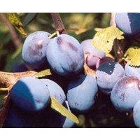 Direct Plants Prunus Damson Merryweather Plum Fruit Tree 5-6ft Supplied in a 7.5 Litre Pot in Green