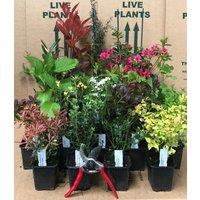 Direct Plants Mixed Garden Shrub Selection, Pack of 10 Supplied in 9cm Pots in Green