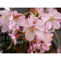Direct Plants Prunus Kursar Flowering Tree 6ft Tall Supplied in a 12 Litre Pot by Directplants in Green