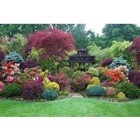 Direct Plants The Rear Tall Height Selection Garden Border Mix Large Mature Plants Supplied in 3 Litre Pots - Pack of 12 in Green