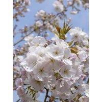 Direct Plants Prunus Sunset Boulevard Flowering Tree 6ft Tall Supplied in a 12 Litre Pot by Directplants in Green