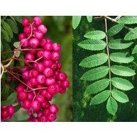 Direct Plants Sorbus Pink Charm Tree 6ft Tall Supplied in a 12 Litre Pot by Directplants in Green