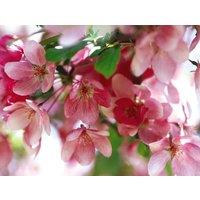 Direct Plants Malus Indian Magic Tree 6ft Tall Supplied in a 12 Litre Pot by Directplants in Green
