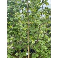 Direct Plants Acer Campestre Elsrijk Tree 6ft Tall Supplied in a 12 Litre Pot by Directplants in Green