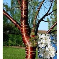 Direct Plants Prunus Tibetica Birch Bark Cherry Tree 6ft Tall Supplied in a 12 Litre Pot by Directplants in Green