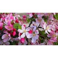 Direct Plants Malus Pink Perfection Crab Apple Tree 6ft Tall Supplied in a 12 Litre Pot by Directplants in Green