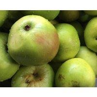 Direct Plants Apple Lord Derby Fruit Tree 6ft Tall Supplied in a 12 Litre Pot by Directplants in Green
