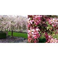 Direct Plants Malus Weeping Candied Apple Fruit Tree 6ft Tall Supplied in a 12 Litre Pot by Directplants in Red
