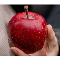 Direct Plants Apple Red Devil Fruit Tree 6ft Tall Supplied in a 12 Litre Pot by Directplants