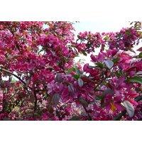 Direct Plants Malus Neville Copeman 6ft Tall Supplied in a 12 Litre Pot by Directplants in Green