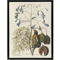 Artery8 Vintage Bird & Plant Illustration Catesby Black Framed Canvas Art in Beige | Size: W12 x H16