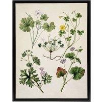 Artery8 Vintage New Zealand Wildflower Artwork Featon Framed Canvas Wall Art in Beige | Size: W24 x H32