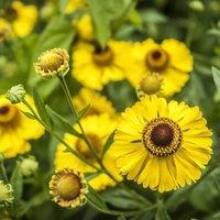 Plant Theory The Bishop Sneezeweed Perennials Flowering Plants Helenium 2L Pot in Green
