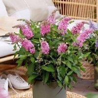 Plant Theory Little Pink Butterfly Bush Outdoor Shrub Plant Buddleja 2L Pot in Green