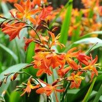 Plant Theory Carmin Brilliant Montbretia Perennials Flowering Plants Crocosmia 2L Pot in Green