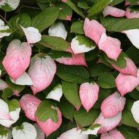 Plant Theory Actinidia Kolomikta Michurin Artic Kiwi Vine Climbing Plant 60cm Cane 3L Pot in Green