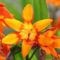 Plant Theory Emily Mckenzie Montbretia Perennials Flowering Plants Crocosmia 2L Pot in Green