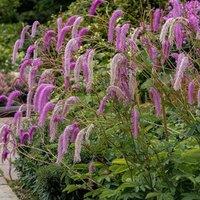 Plant Theory Lilac Squirrel Burnet Perennials Flowering Plant Sanguisorba Hakusanensis 2L Pot in Green