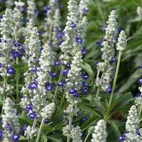 Primrose Salvia Farinacea Victoria Blue Flowering Bedding Plants 9cm Pot in Light Blue
