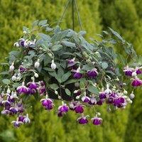 Primrose Set of 3 Eva Boerg Bedding Plant Fuchsia in 9cm Pots in Purple