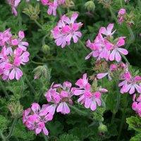 Primrose Set of 3 Pink Capricorn Bedding Plant Pelargonium in 9cm Pots
