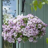 Primrose Set of 3 Designer Bridal Blush Bedding Plant Petunia in 9cm Pots in Pink