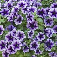 Primrose Set of 3 Designer Royal Lace Bedding Plant Petunia in 9cm Pots in Purple