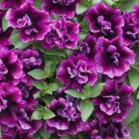 Primrose Set of 3 Tumbelina Compact Julianna Bedding Plant Petunia in 9cm Pots in Purple
