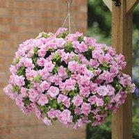 Primrose Set of 3 Tumbelina Compact Victoria Bedding Plant Petunia in 9cm Pots in Pink