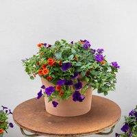 Plant Theory Bird Of Paradise Easy Speed Planter Preplanted plants for Baskets Pots