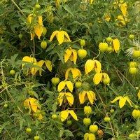 Plant Theory Clematis tangutica Yellow Flowering Vine Climbing Plant 60cm Cane 3L Pot