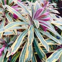 Plant Theory Ascot Rainbow Wood Spurge Perennials Flowering Plants Euphorbia Martini 2L Pot in Green
