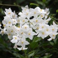 Plant Theory Solanum laxum Album White Flowering Vine Climbing Plant 60cm Cane 3L Pot