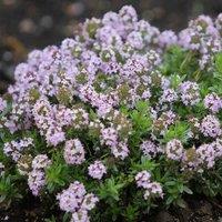 Primrose Thyme Jekkas Herb Plant Thymus Jekka 9cm Pot in Pale Pink | Size: 1 Pack