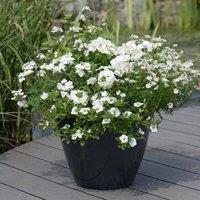 Plant Theory Effortless Chic Easy Speed Planter Preplanted plants for Baskets Pots in White