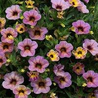 Primrose Set of 3 Chameleon Blueberry Scone Calibrachoa Wescachablusc 9cm Pots in Pink