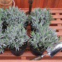 Primrose Common Lavender Herb Plant Lavandula Angustifolia 9cm Pot in Green | Size: 1 Pack