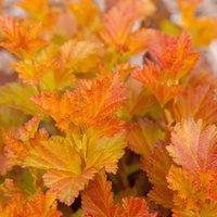 Plant Theory Amber Jubilee Ninebark Shrub Plant Physocarpus Opulifolius 2L Pot in Green